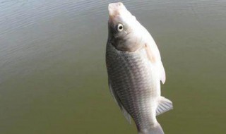 钓鲫鱼打窝小米配方（钓鲫鱼用小米打窝还是大米打窝）