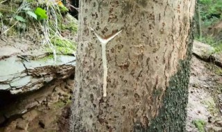 怎样识别正宗土漆 怎样识别正宗土漆的好坏