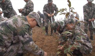 三人搬运正确的做法是? 三人搬运法操作流程