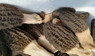 怀孕可以吃羊肚菇吗 孕妇能不能吃羊肚菇