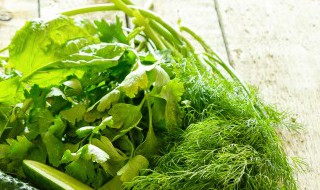 相思菜可以吃吗（相思菜有毒吗）