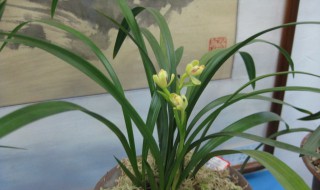 兰花草和兰花的区别在哪里（兰花草和兰花的区别在哪里呢）