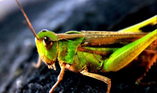 鸡可以吃蝗虫吗（鸡可以吃蝗虫吗视频）