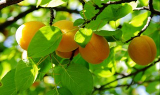 怀孕了可以吃杏梅吗 怀孕了可以吃杏梅吗