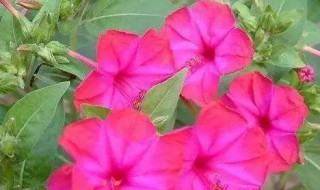 紫茉莉怎么种（紫茉莉怎么种棒棒糖）