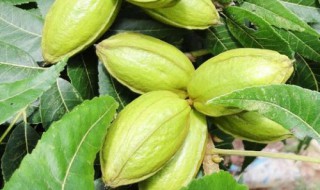 碧根果树适合种植的省份 碧根果适应什么环境种植