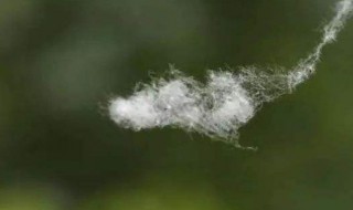 柳树的种子是什么 柳树的种子是什么传播的