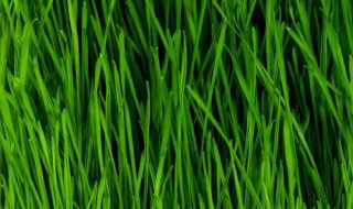 怎样快速除韭菜杂草（怎样快速除韭菜杂草视频）