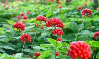 红果参小孩可以吃吗（红果参小朋友可以吃吗）
