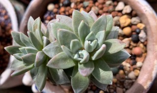 仙女杯服盆方法（仙女杯如何服盆）