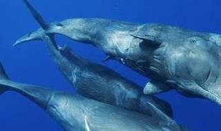 鲸鱼每小时游多少 鲸鱼每小时游多少千米