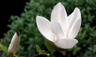 白兰花喜欢什么土壤（白兰花适合什么土壤种植）