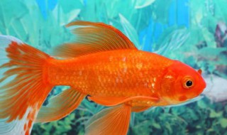 金鱼可不可以养在河里 金鱼可不可以养在河里养