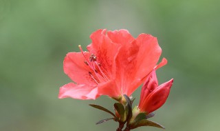 杜鹃花的功效与作用（杜鹃花的功效与作用禁忌）