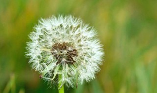 湿气重的人能吃蒲公英吗 湿气重的人能吃蒲公英吗?吃对了祛湿,吃错了伤脾