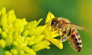 蜜蜂为什么给花朵采蜜 为什么蜜蜂采了花以后才能结果