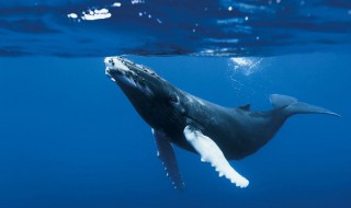 鲸最喜欢的是什么 鲸喜欢什么样的生活环境