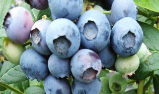 蓝莓寓意象征着什么 蓝莓寓意和象征