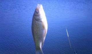 如何让鱼快速吃钩 如何让鱼快速吃钩鱼