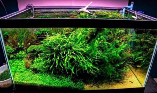 不需要二氧化碳的水草有哪些 不需要二氧化碳的前景水草有哪些