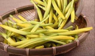 黄花菜属于什么科属（黄花菜属于什么科什么属）