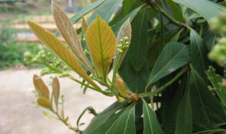 金丝楠适合室内养吗 金丝楠适合室内养吗有毒吗