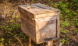 蜂箱里发霉潮湿怎么办?(蜂箱里发霉潮湿怎么办呢)