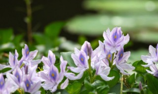 紫晶是是什么花 紫晶花的寓意和象征