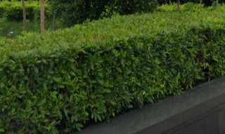 冬青有种子吗（冬青有种子吗能吃吗）