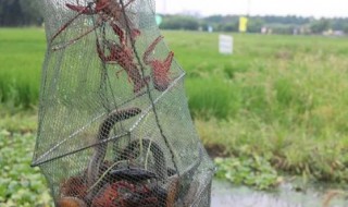 养鱼田放什么增肥(养鱼施什么肥)