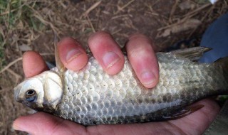 春天用煮的玉米能钓鲤鱼吗 春天用煮的玉米能钓鲤鱼吗视频