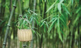 竹子生长周期（竹笋到竹子生长周期）