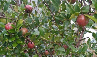 茶油树一年长几次芽（茶油树什么时候修剪）