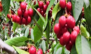 红玉珠花怎么养（红玉珠花卉）