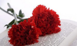 康乃馨水养的养殖方法和注意事项（康乃馨水养怎么养）