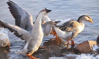 鹅苗为什么会啄羽毛 鹅苗为什么会啄羽毛球