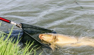 鲢鳙饵可以钓草鱼么 鲢鳙钩能钓草鱼,鲤鱼吗