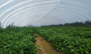 光伏大棚与普通大棚的比较（光伏大棚与普通大棚的比较分析）