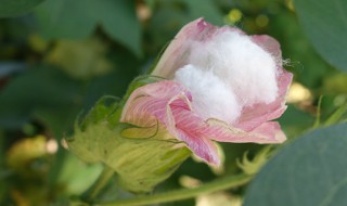 棉花种植的方法和步骤 棉花种植流程图