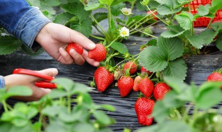 管理草莓的方法 如何管理好草莓