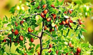 枣树分株繁殖方法 枣树如何繁殖育苗