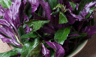 紫背菜的制作方法（紫背菜的做法窍门）
