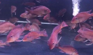 皇冠虹的养殖方法 皇冠魟鱼多少钱一条