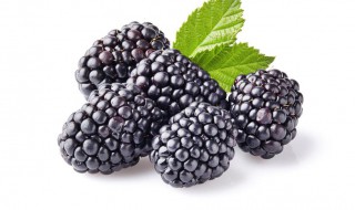 黑莓怎么保鲜 黑莓怎么保鲜时间长