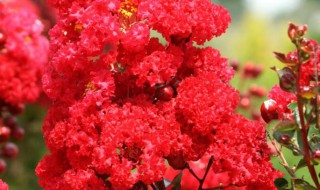 红花有几种（藏红花有几种品种）