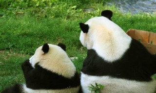 大熊猫寿命是多少年 大熊猫寿命是几年