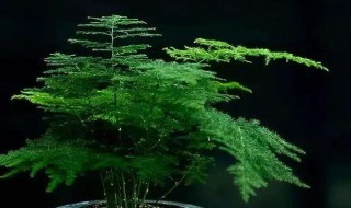 文竹的冬季养护方法 文竹的冬季养护方法视频