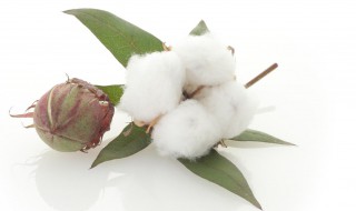 棉花种植搓种方法 棉花种植搓种方法视频