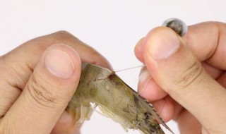 剑虾挑虾线的正确方法 剑虾怎么吃