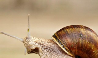 蜗牛是益虫还是害虫呢 蜗牛是益虫吗?